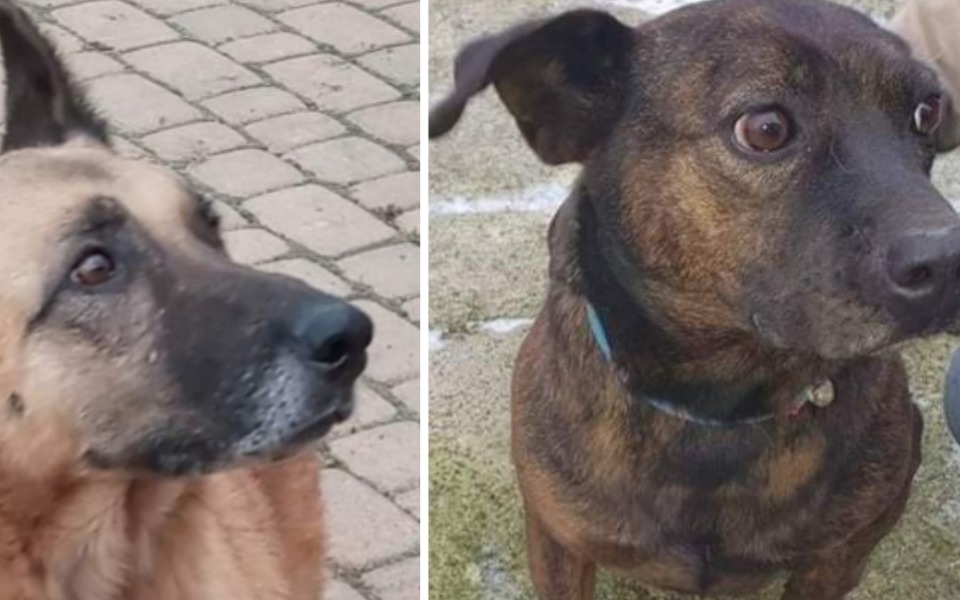 
        Zbiórka Na hotele dla niechcianych psów - zdjęcie główne
    