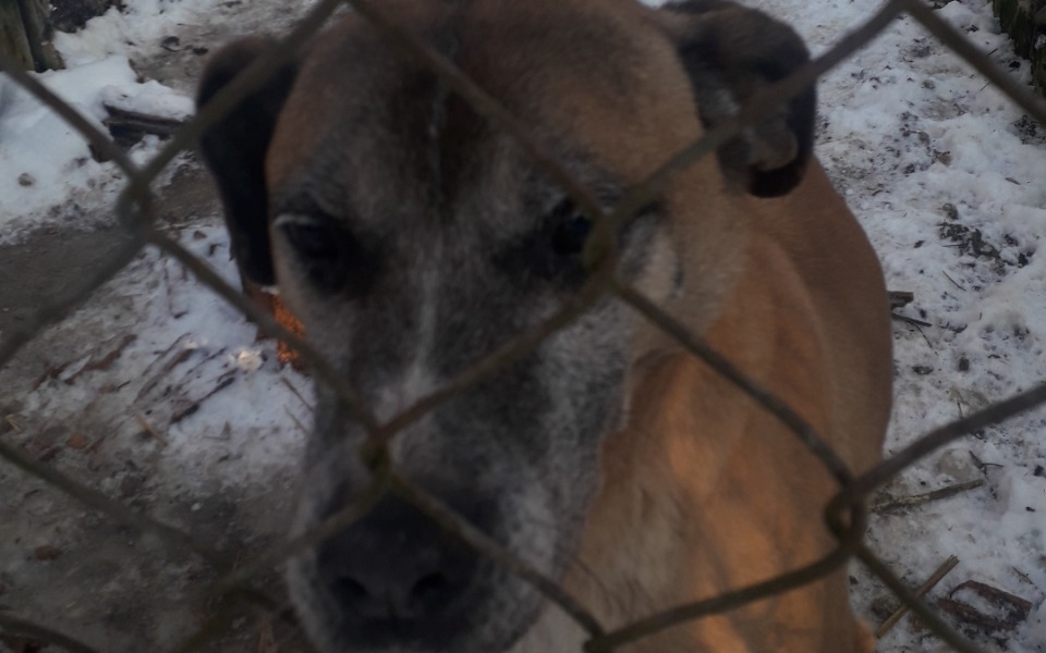 
        Zbiórka Karma dla Kazika - zdjęcie główne
    