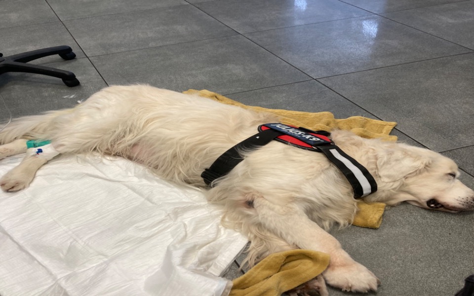 
        Zbiórka Ratowanie Axelka - zdjęcie główne
    