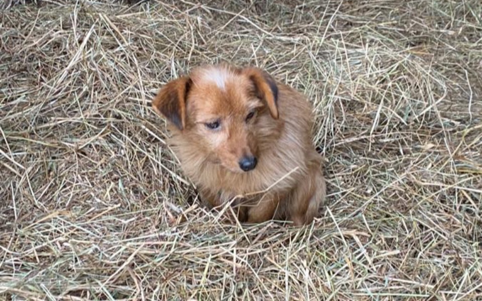 
        Zbiórka Na psiaki pana Rysia - zdjęcie główne
    