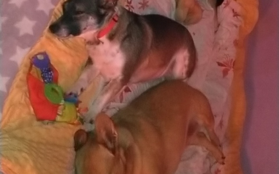 
        Zbiórka Na karmę dla psiaczków - zdjęcie główne
    