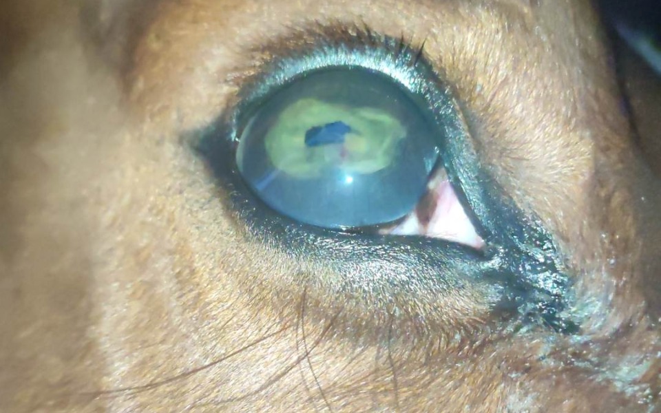 
        Zbiórka Pomóż nam uratować oczy Adeniny - zdjęcie główne
    