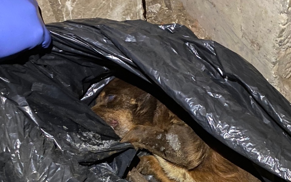 
        Zbiórka Zamarzł z otwartymi oczami - zdjęcie główne
    