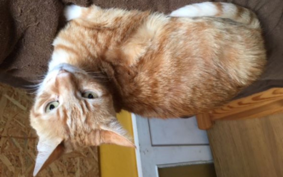 Zbiórka Rudi chce walczyć - zdjęcie główne