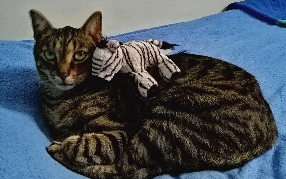 
        Zbiórka Na zabieg kota Tośka - zdjęcie główne
    