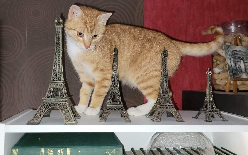 
        Zbiórka Maciuś walczy - zdjęcie główne
    