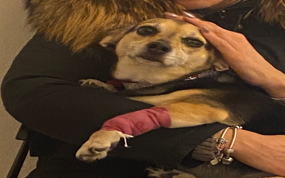 
        Zbiórka operacja ratująca życie Lunki - zdjęcie główne
    