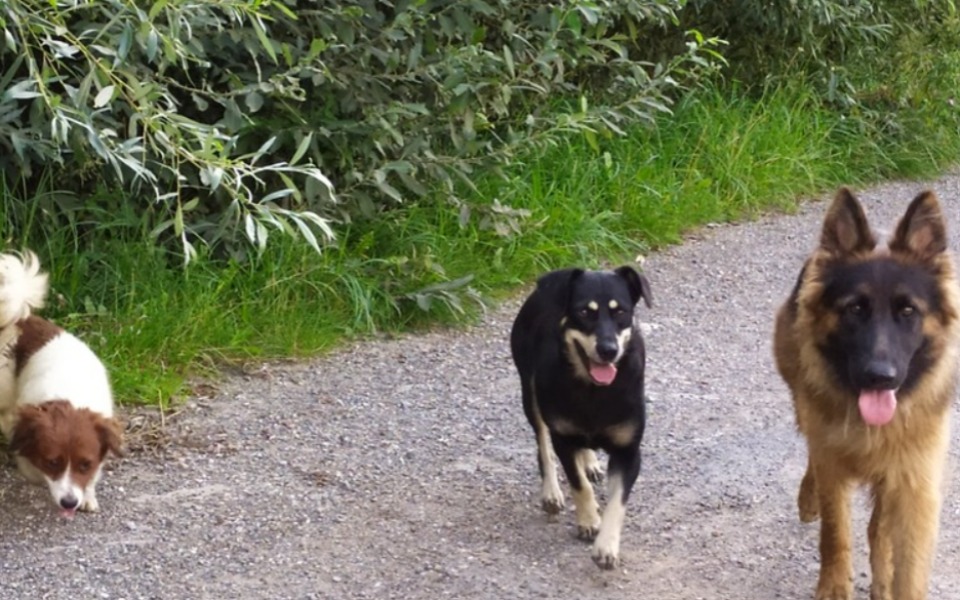 
        Zbiórka Na karmę dla bezdomnych...psów - zdjęcie główne
    