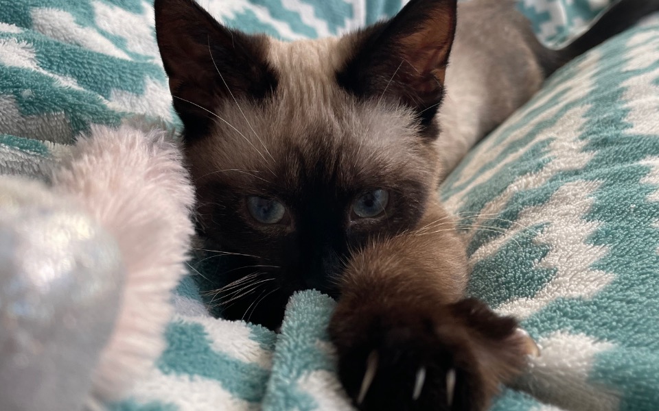 Zbiórka Wsparcie dla małego Zorro - zdjęcie główne