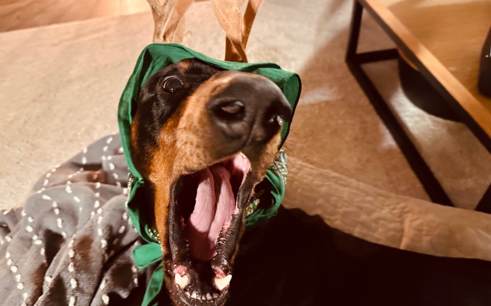 
        Zbiórka Serdelki aResa 2022 - zdjęcie główne
    