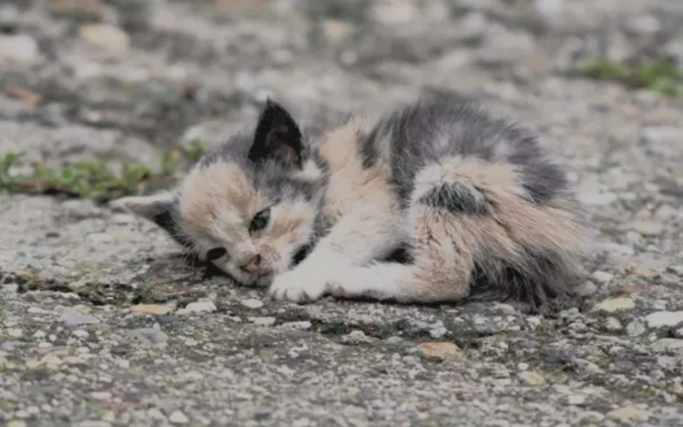 
        Zbiórka Fundacja Medor - dla zwierzątek. - zdjęcie główne
    