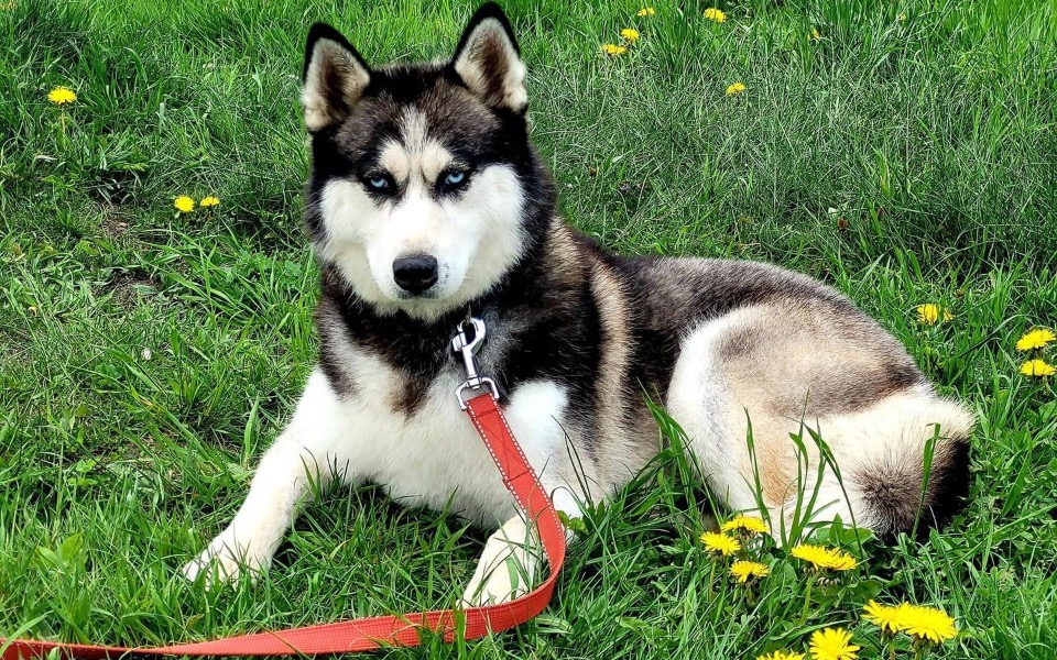 
        Zbiórka Pomagam Fundacji Północniaki - zdjęcie główne
    