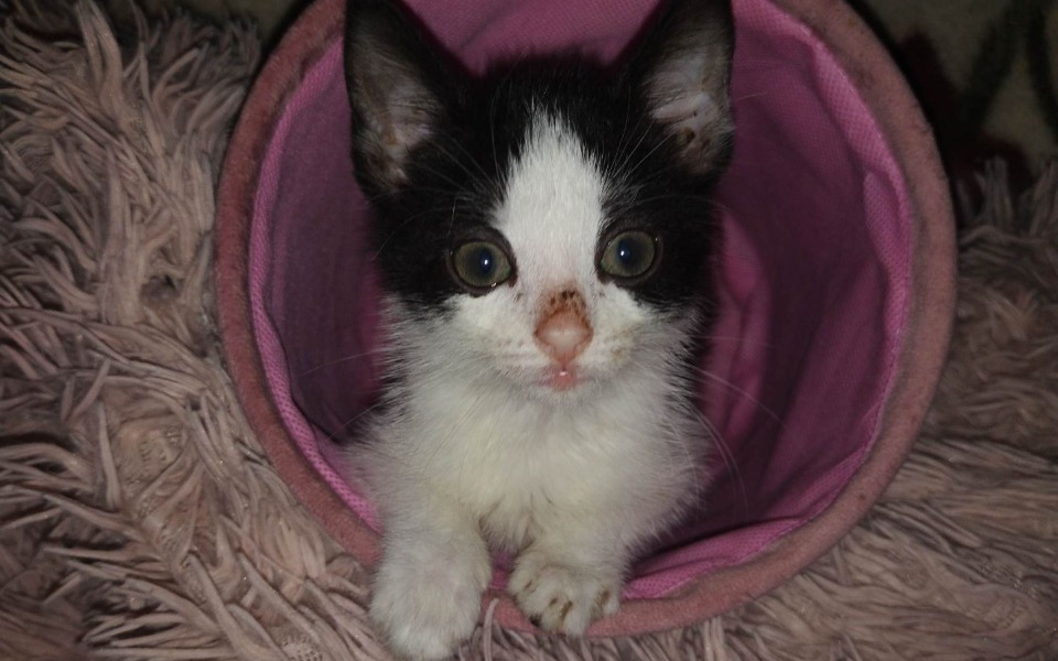 
        Zbiórka Koty w Strefie Kota Bytów - zdjęcie główne
    