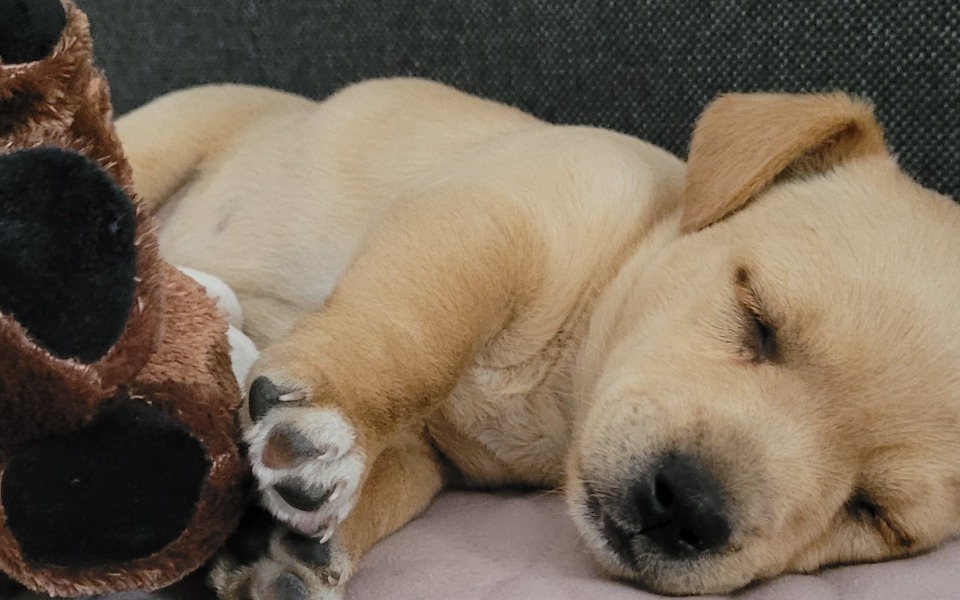 
        Zbiórka Leczenie uratowanego szczeniaka - zdjęcie główne
    