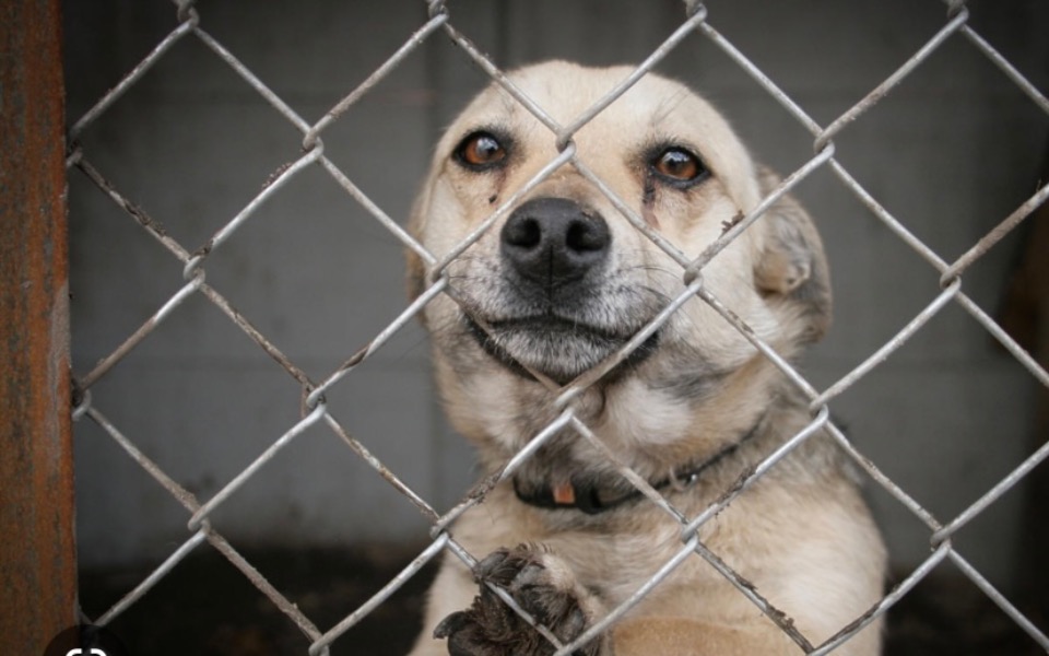 
        Zbiórka Schroniska dla zwierzątt - zdjęcie główne
    