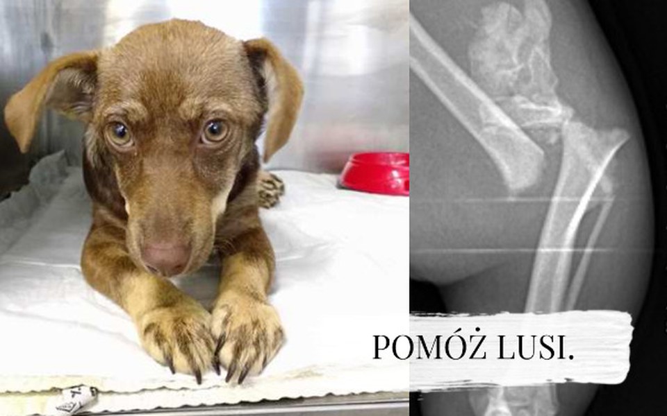 
        Zbiórka Lusia po wypadku. Pomóż! - zdjęcie główne
    