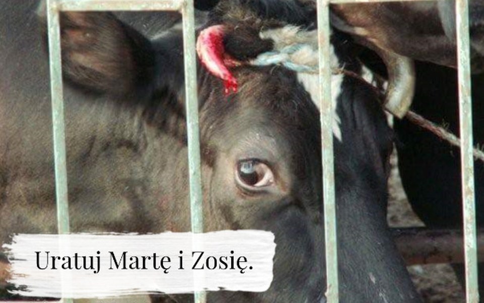 
        Zbiórka Marta i Zosia. Podaruj życie. - zdjęcie główne
    