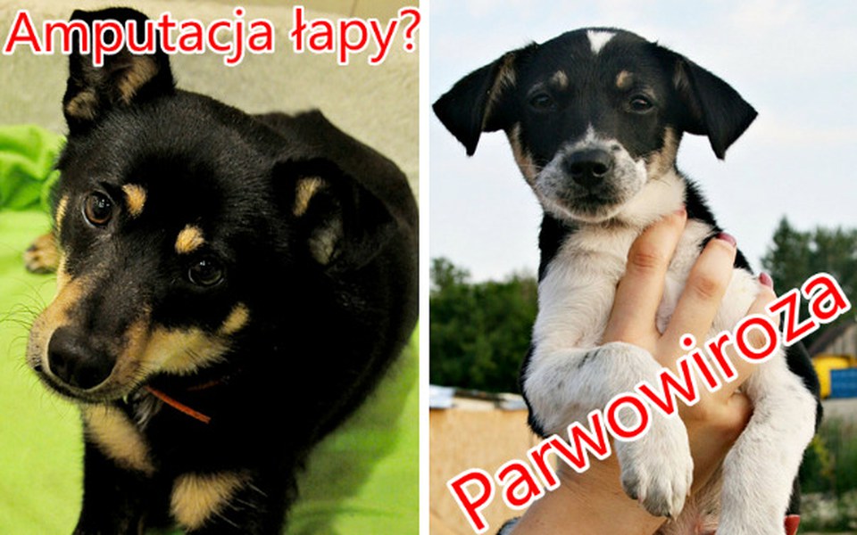 
        Zbiórka Pomoc dla Nikusia i Dżekusia! - zdjęcie główne
    