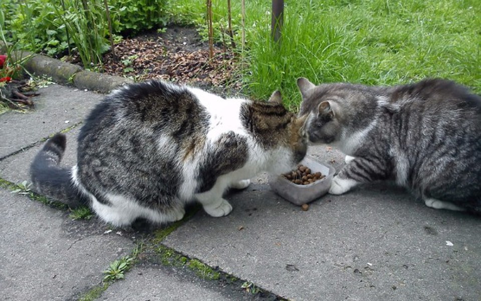 
        Zbiórka Zbieramy dla karme dla kotów mc - zdjęcie główne
    