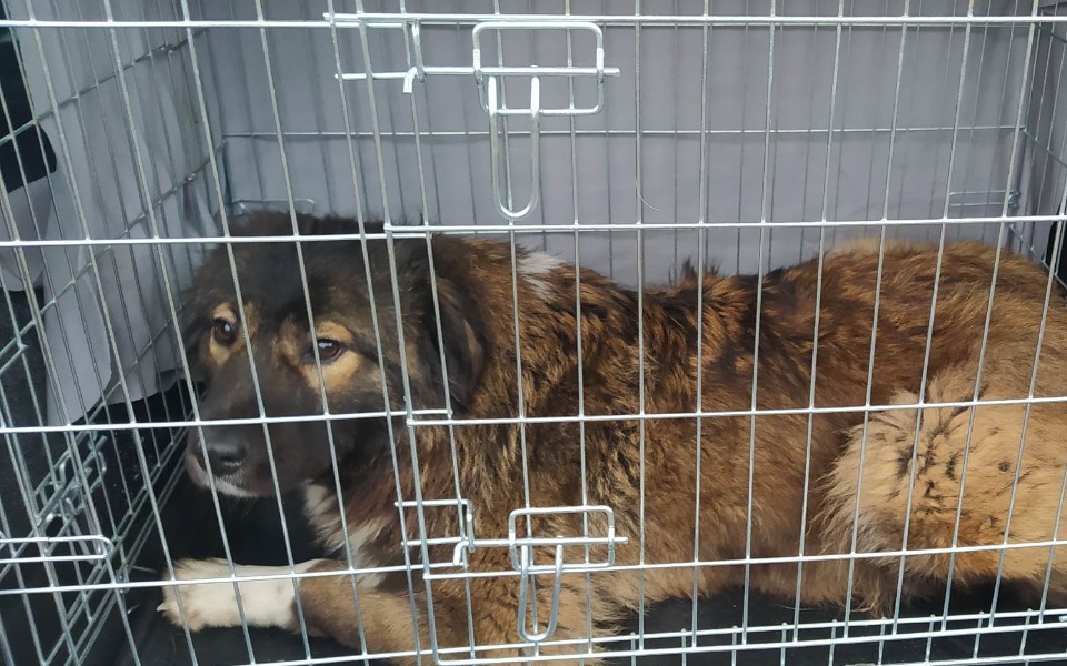 
        Zbiórka Pola - WYRZUCONA przed świętami - zdjęcie główne
    