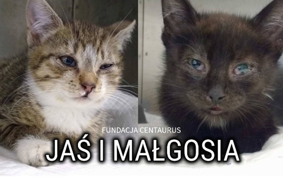 
        Zbiórka Jaś i Małgosia proszą o pomoc. - zdjęcie główne
    