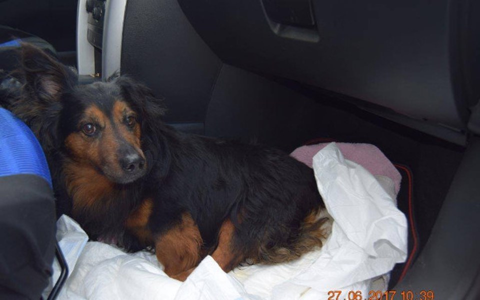 Zbiórka Paraliż Miki na wózek i leczenie - zdjęcie główne