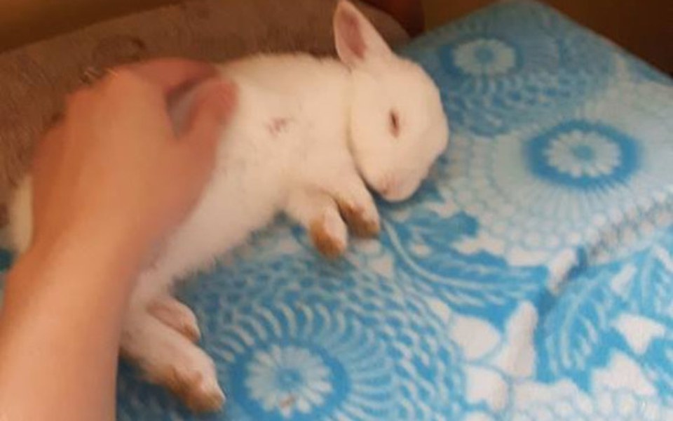 
        Zbiórka Pomóż w leczeniu Tuptusia - zdjęcie główne
    