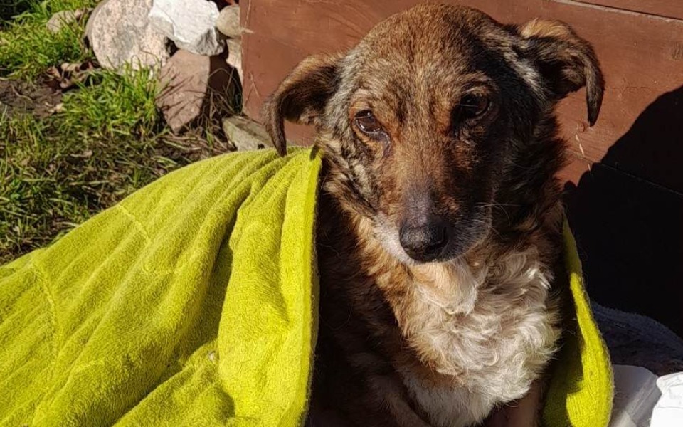 
        Zbiórka BUŁA - diagnostyka i leczenie - zdjęcie główne
    