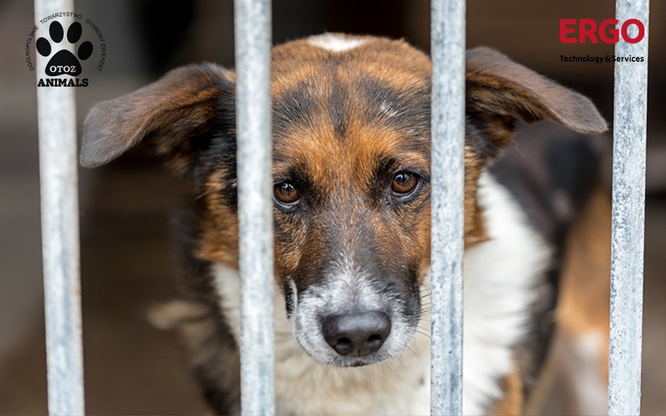 Zbiórka Together for OTOZ Animals - zdjęcie główne