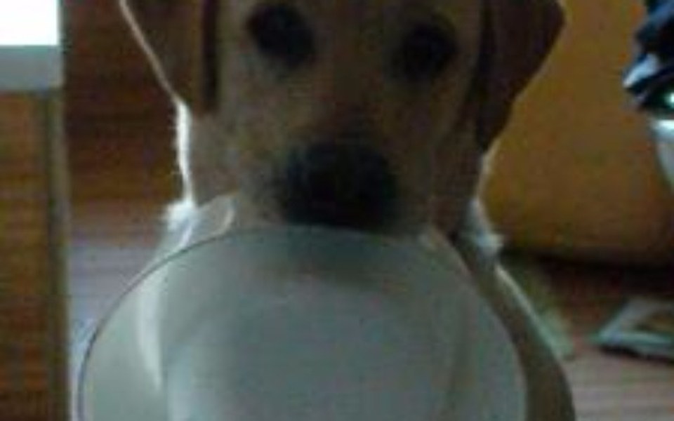 
        Zbiórka Pomoc dla schroniska Paluch - zdjęcie główne
    