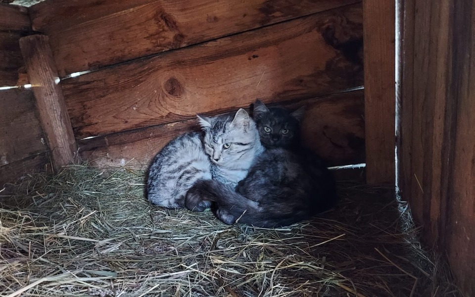 
        Zbiórka Na szczepienie i robaki - zdjęcie główne
    