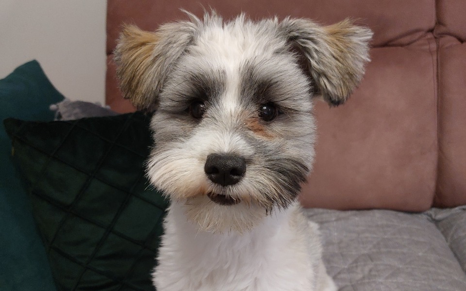 Zbiórka Rehabilitacja Miji - zdjęcie główne