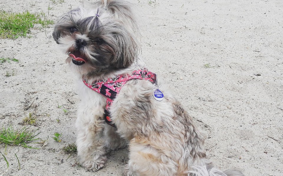 Zbiórka Na operację dla mojego psa - zdjęcie główne