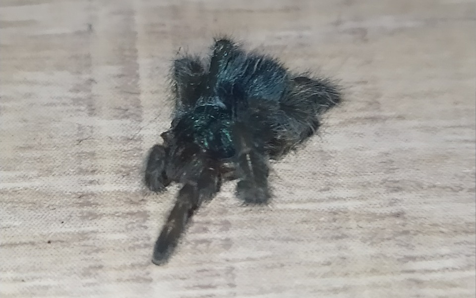 
        Zbiórka Na nowego ptasznika - zdjęcie główne
    