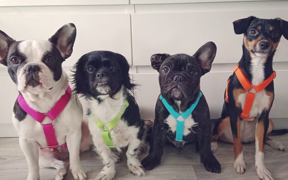 
        Zbiórka Ofiara pseudohodowlii - zdjęcie główne
    