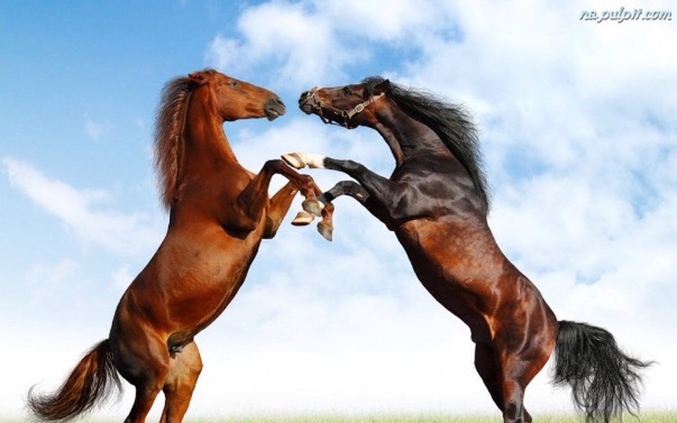 
        Zbiórka Chciałabym konia.🐎 - zdjęcie główne
    