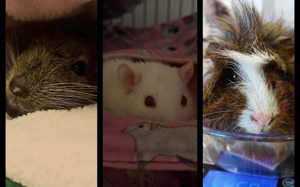 
        Zbiórka By każdy zwierz mógł wyzdrowieć - zdjęcie główne
    