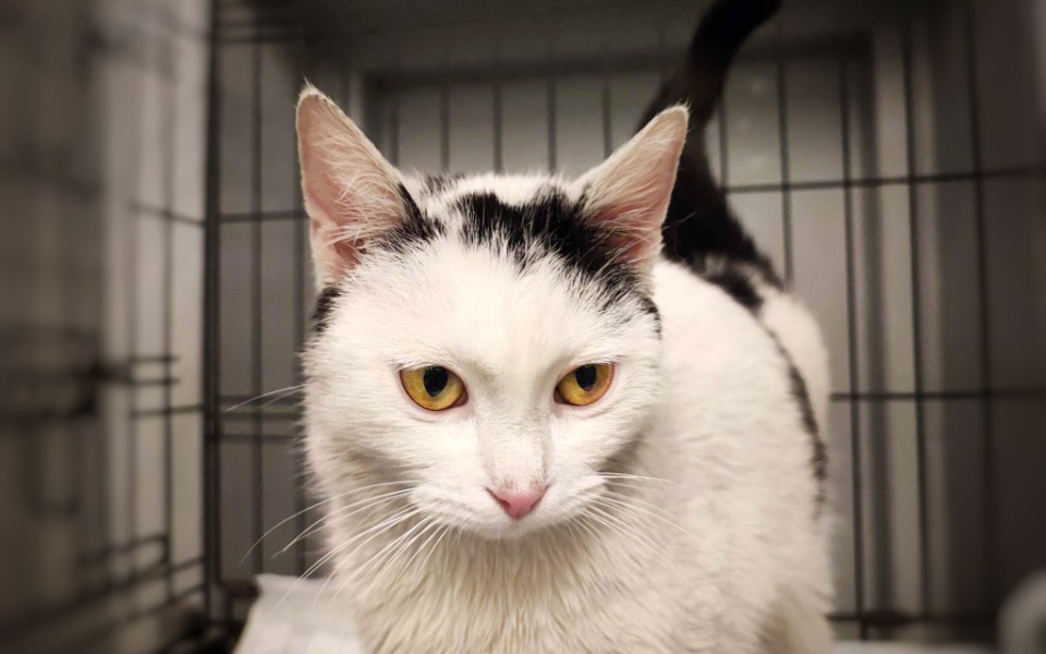 
        Zbiórka Pilnie operacja koteczki SOS - zdjęcie główne
    