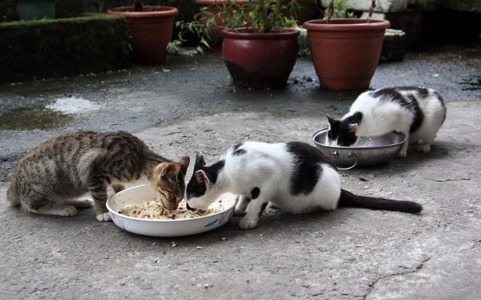 
        Zbiórka Oaza dla zwierząt - zdjęcie główne
    