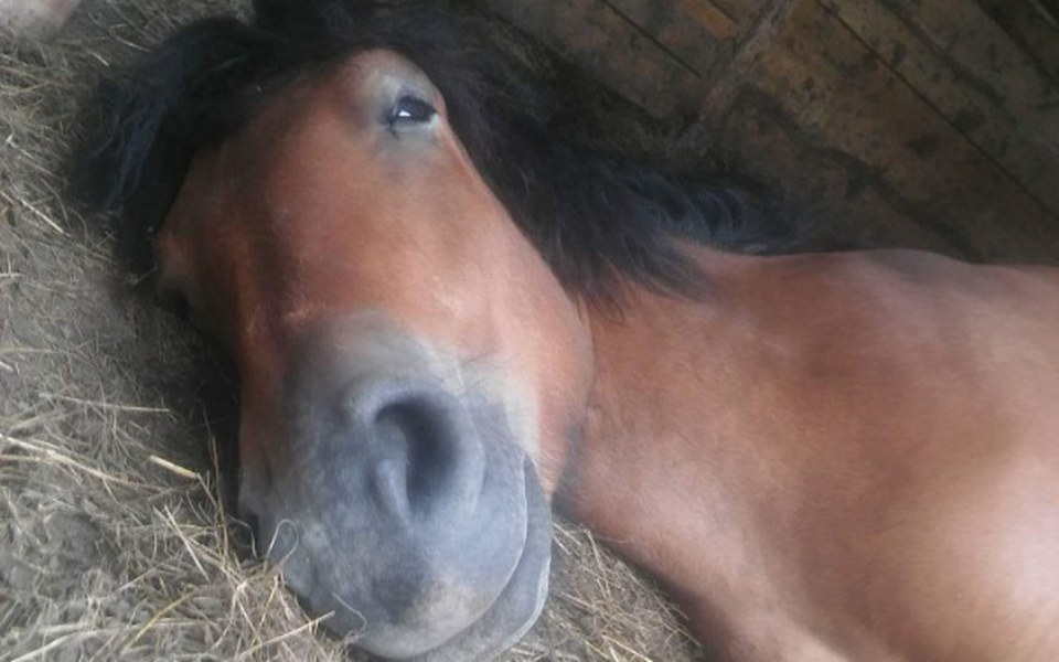 
        Zbiórka Pomoc w utrzymaniu 9 koni - zdjęcie główne
    