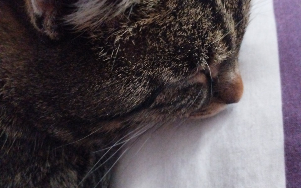 
        Zbiórka Kotek pilnie potrzebuje pomocy - zdjęcie główne
    