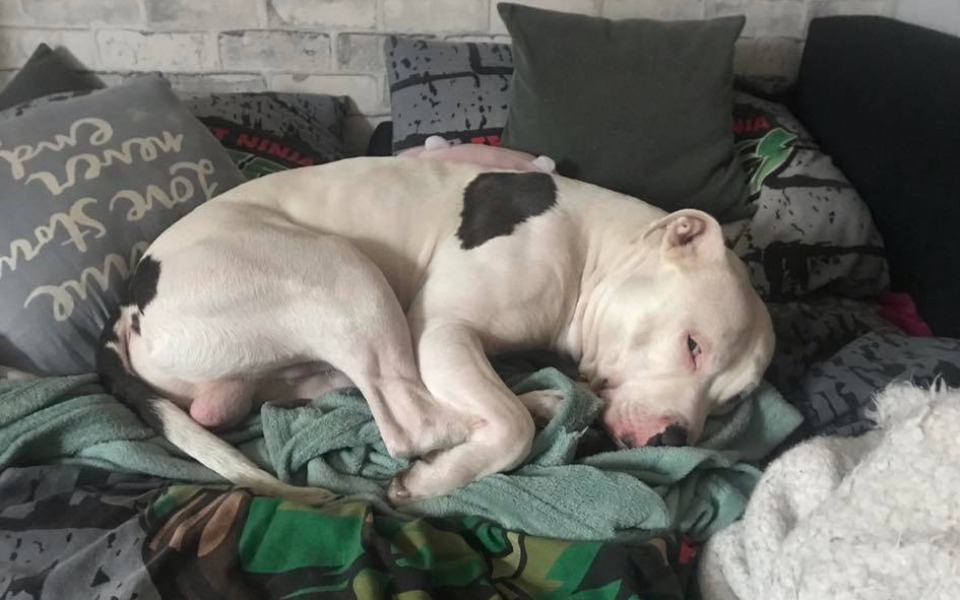 
        Zbiórka Sparaliżowany Cezar chce chodzić - zdjęcie główne
    