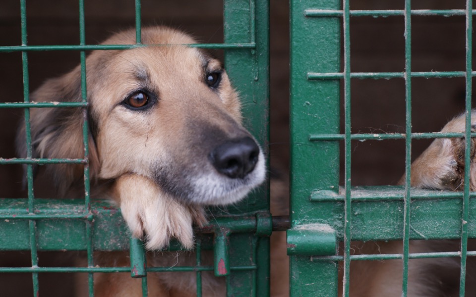 
        Zbiórka Pomóżmy czworonożnym - zdjęcie główne
    