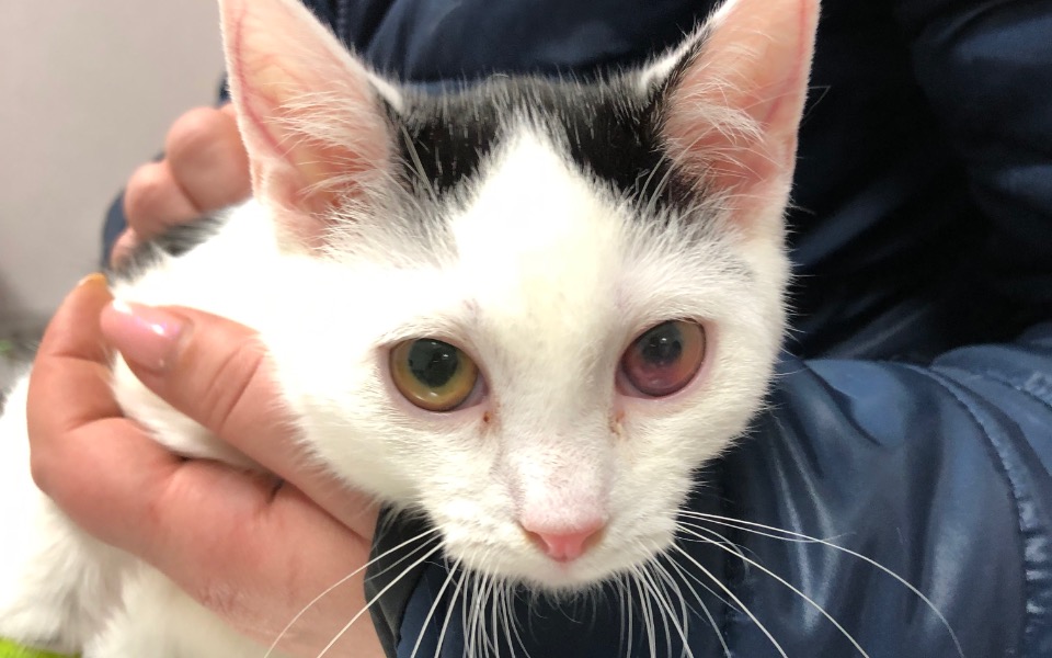 
        Zbiórka Eutanazja albo życie Pomocy - zdjęcie główne
    