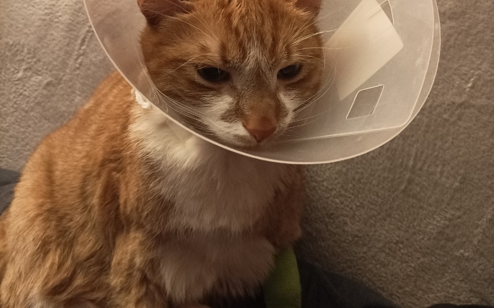 
        Zbiórka Ratunek Dla Rubiego - zdjęcie główne
    