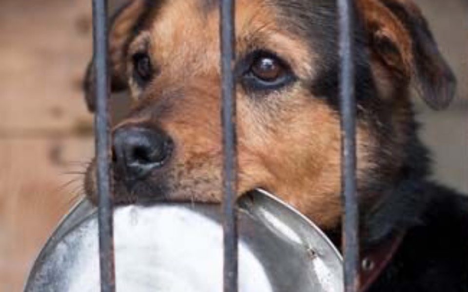 
        Zbiórka Bezdomne zwierzaczki kraków - zdjęcie główne
    