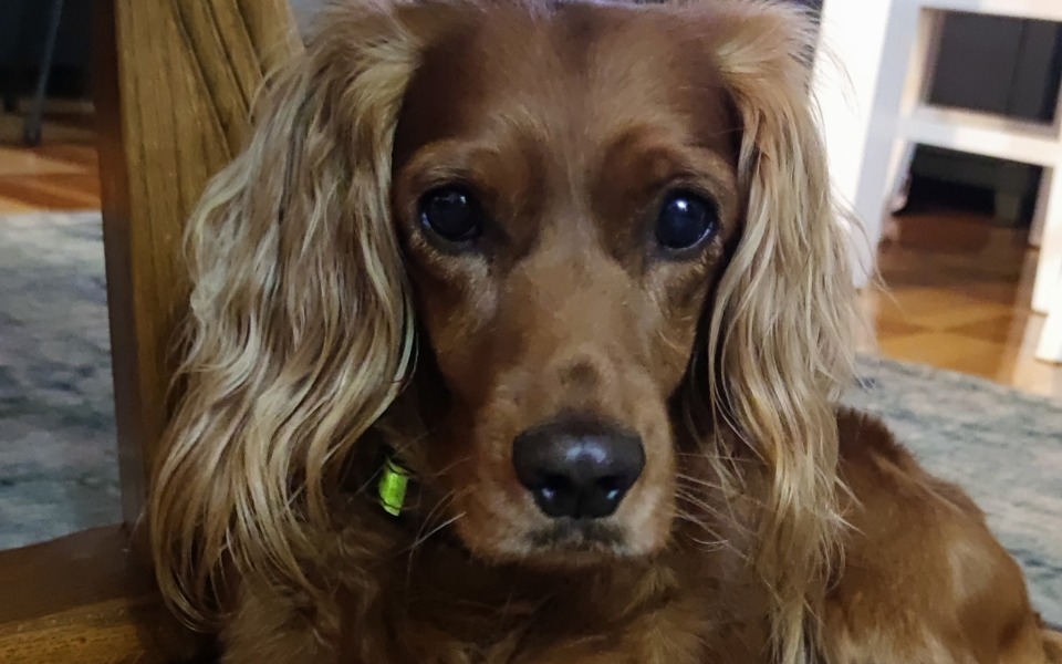 
        Zbiórka Chce znów widzieć bo mam 4 lata - zdjęcie główne
    