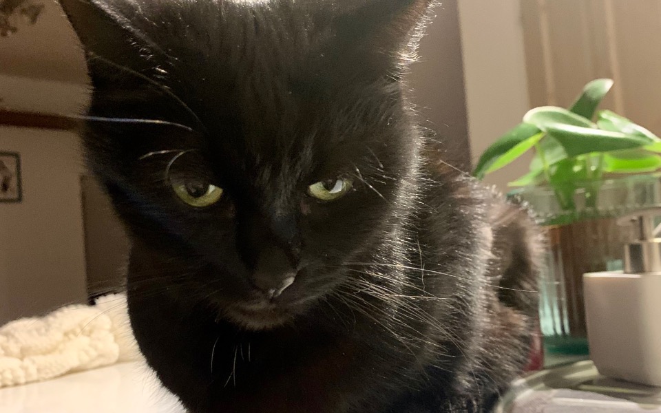 
        Zbiórka Mała Czarna prosi o pomoc - zdjęcie główne
    