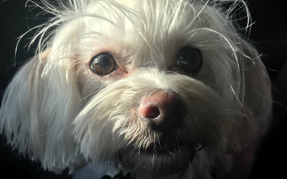 
        Zbiórka Chica zbiera na operację oczu - zdjęcie główne
    