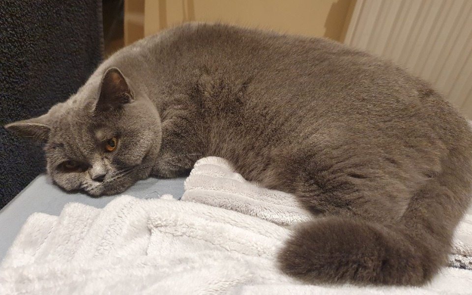 
        Zbiórka Mia - szansa na jej drugie życie - zdjęcie główne
    